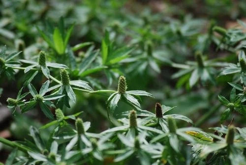 Culantro for Eryngium foetidum (Green)