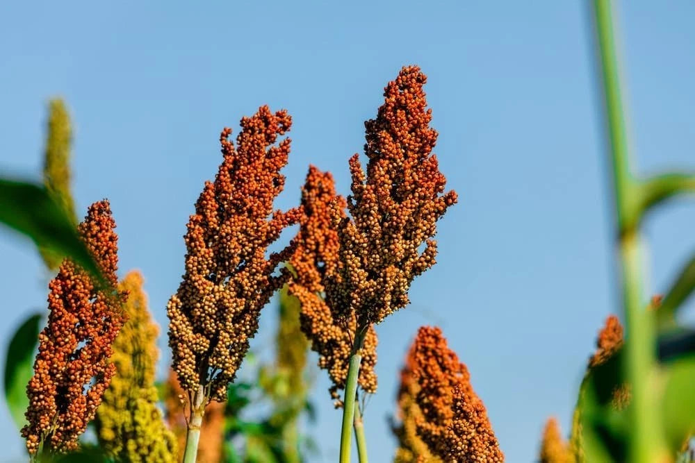 Sweet Sugar Cane Sorghum Seeds for Planting (Heirloom, 500 Count)