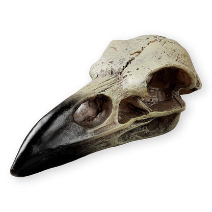Halloween Raven Skull Statue for Gothic Decor (1 Pack)