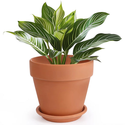 10 Inch Terracotta Pot for Indoor Outdoor Planting