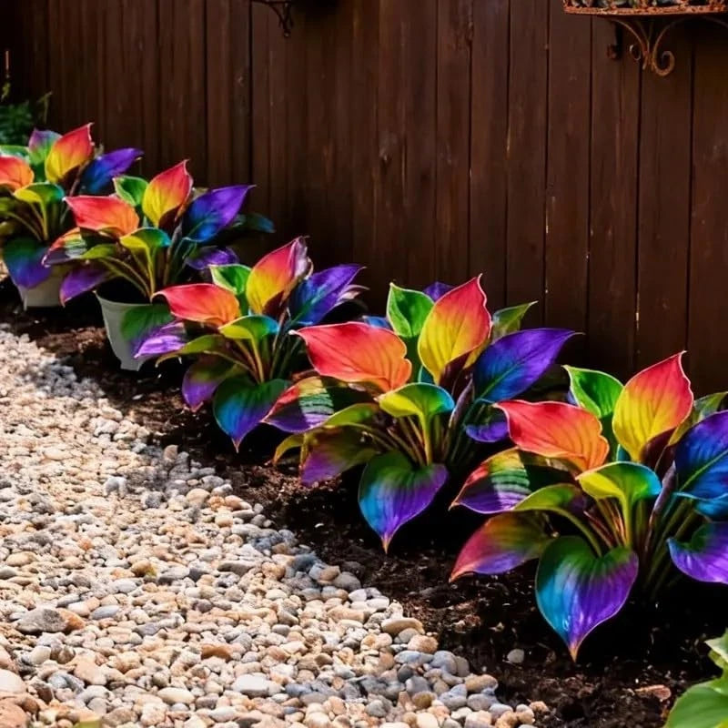 115+ Hosta Seeds for Planting (Perennial Shade Loving Foliage)