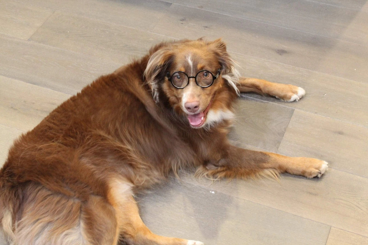 G003 Dog Pet Round Costume Prop Glasses for Medium Breeds