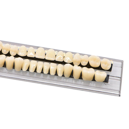 Set of 5 Dental Acrylic Resin Denture Shade #23 A3 Upper Lower Full Set