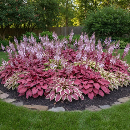 100+ Hosta Seeds for Planting Outdoors, Mixed Color Rare Perennial