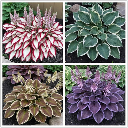100+ Hosta Seeds for Planting Outdoors, Mixed Color Rare Perennial