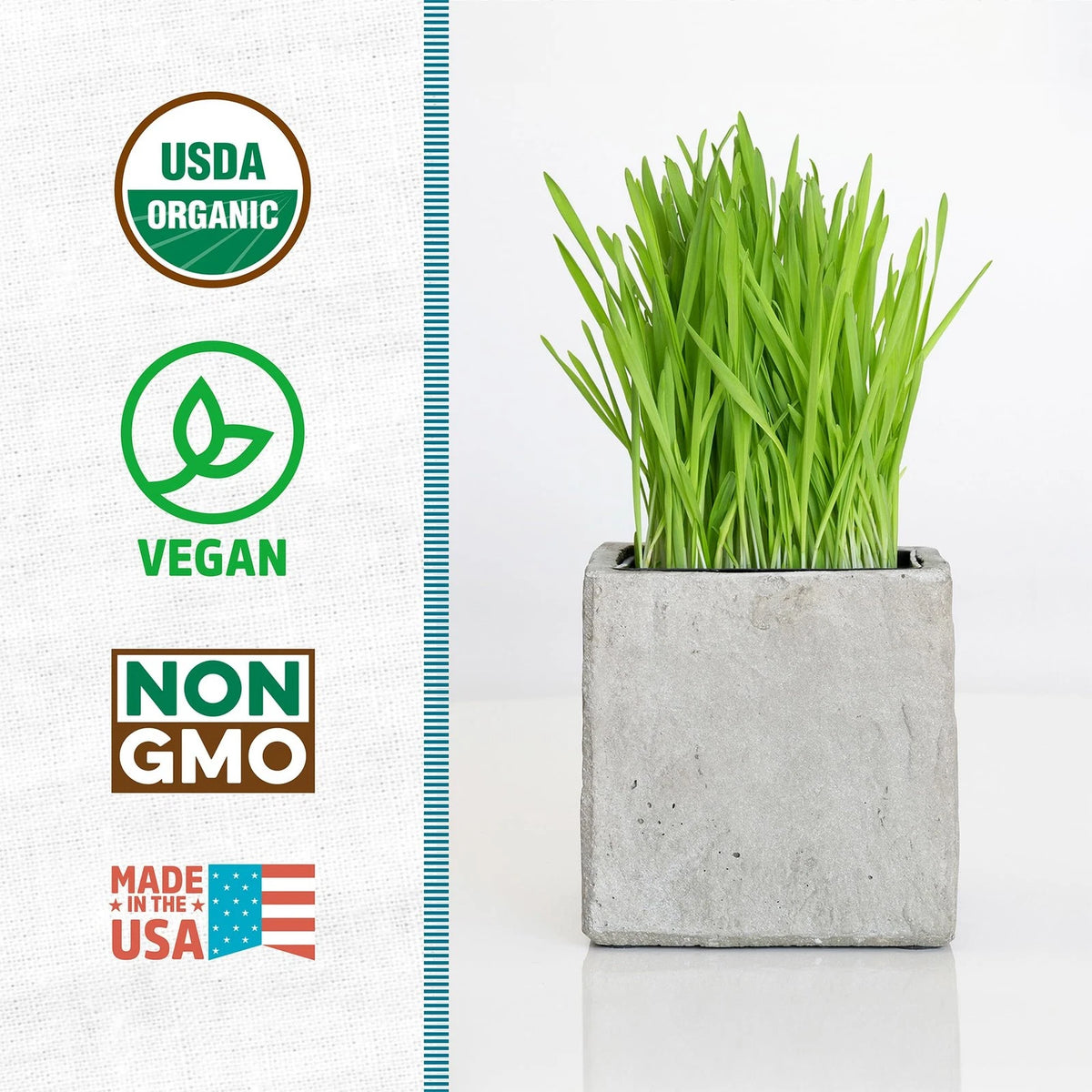 1 Pound Organic Wheatgrass Seeds for Health Benefits (No Part Numbers)