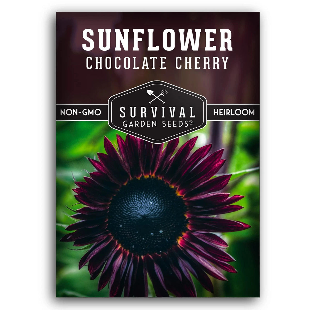 Chocolate Cherry Sunflower Seeds for Planting (Rare Burgundy)