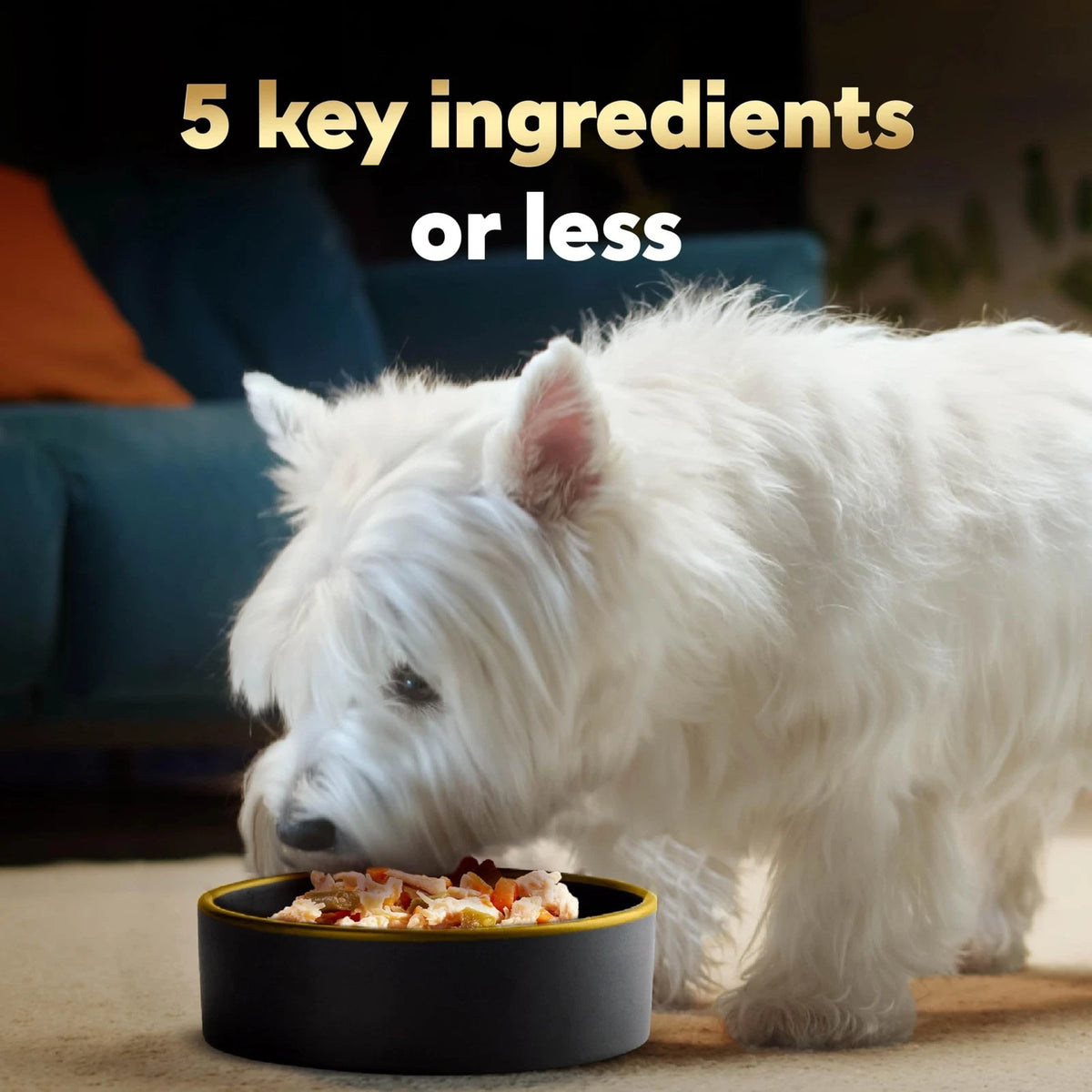 2X Wet Dog Food Toppers for Dry Food (8 Count Pack)
