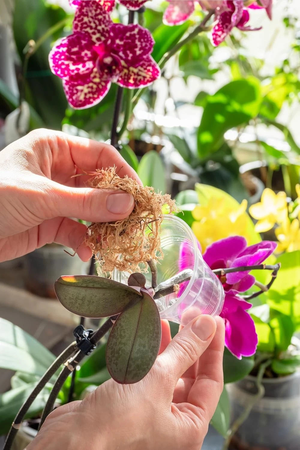 100% Natural Long-Fiber Sphagnum Moss for Orchids and Ferns
