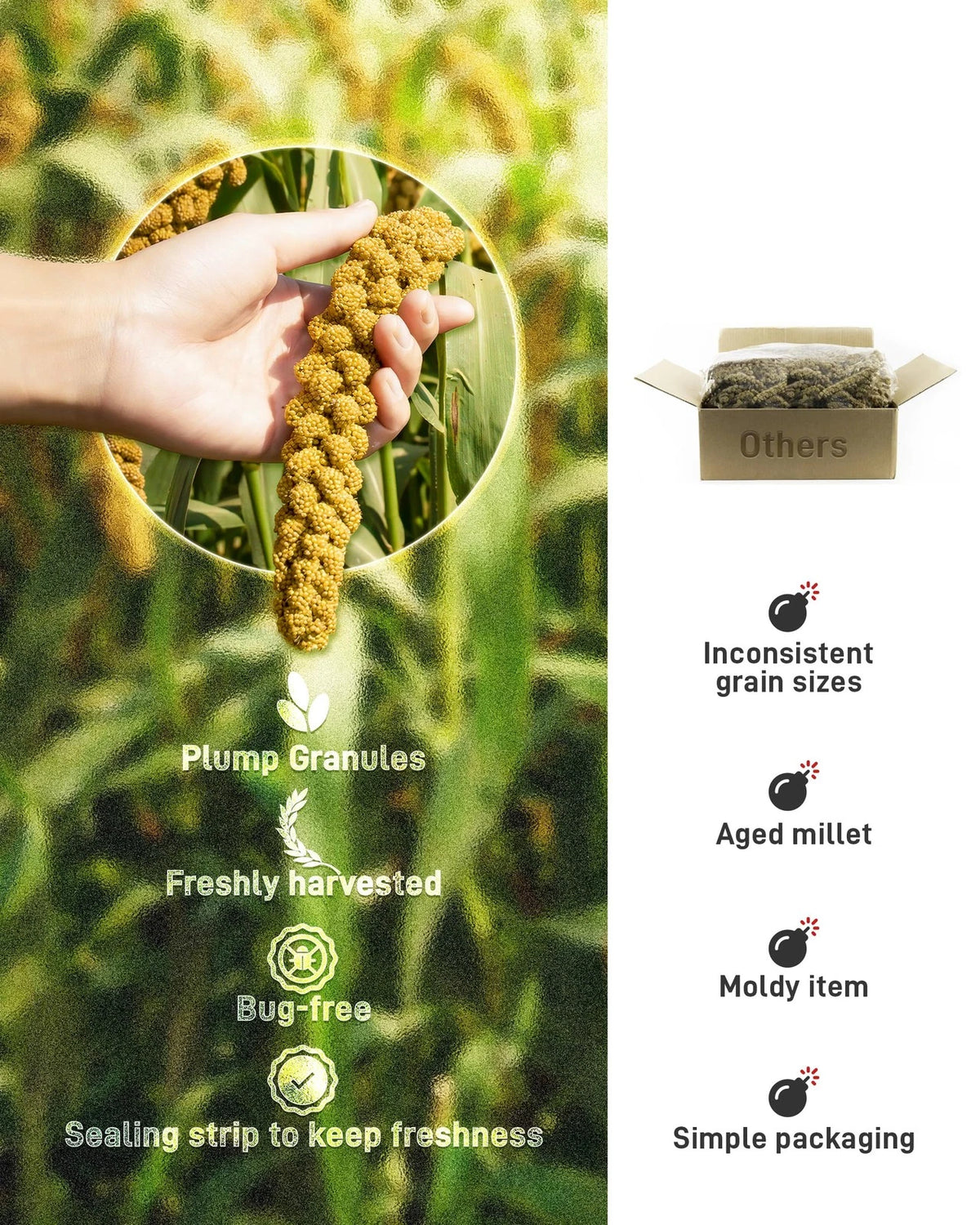 Spray Millet for Birds - Sun-Dried Healthy 1.1 Pound (Pack of 1)