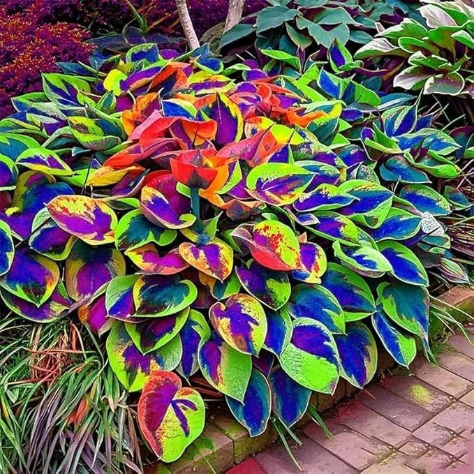 150 Hosta Seeds for Perennial Ornamental Leaf Plant (Mixed Green Shades)
