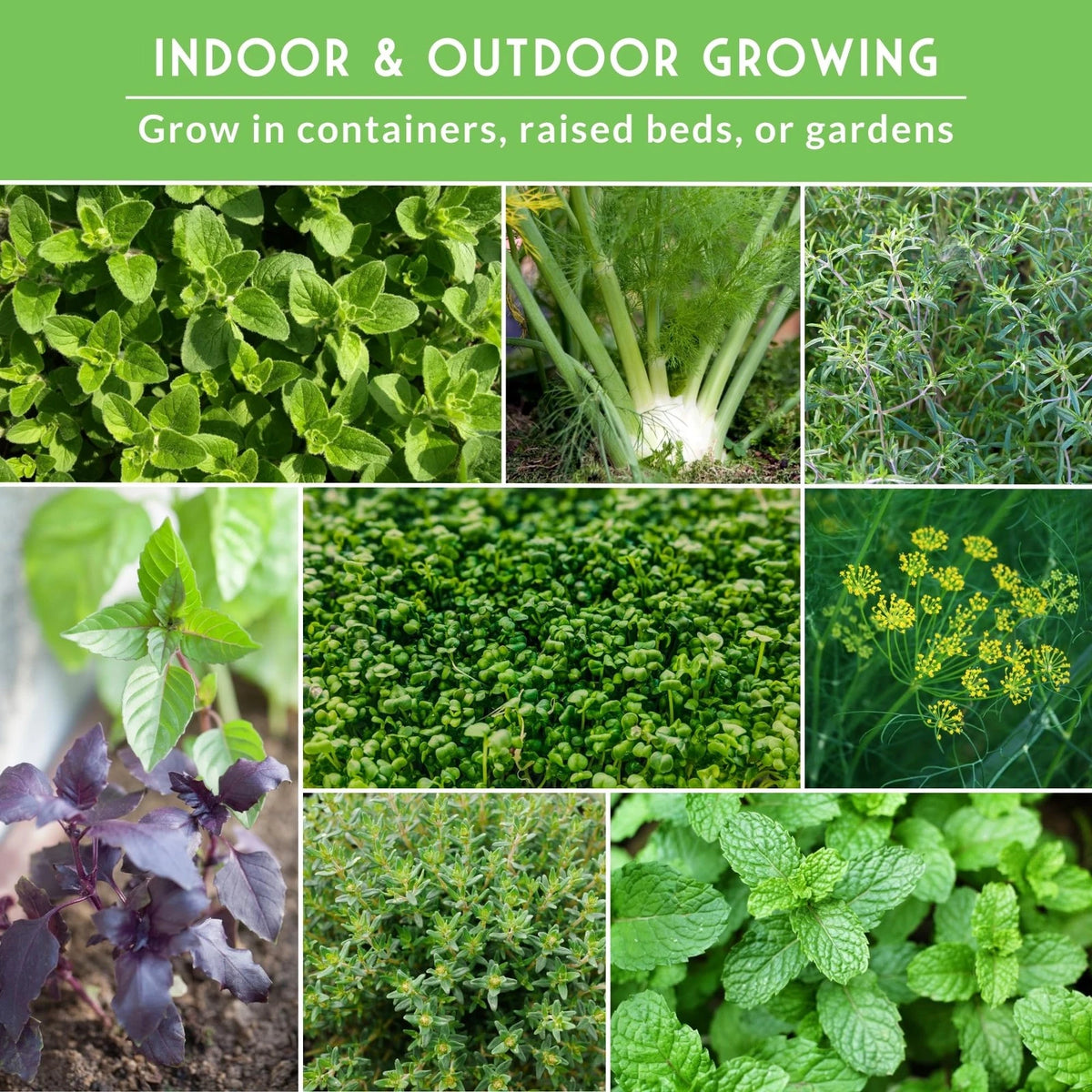 Culinary Herb Seeds Variety Pack for Planting (Heirloom)