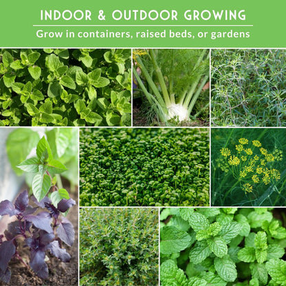 Culinary Herb Seeds Variety Pack for Planting (Heirloom)