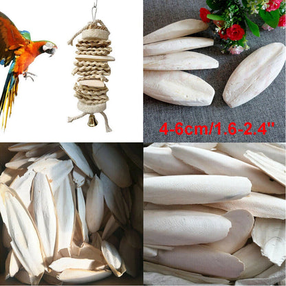 10/20PC Cuttlebone for Birds - 1.6-2.4" Calcium Supplement
