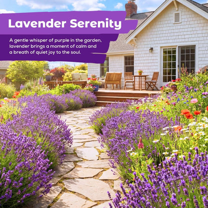 7,000 Lavender Seeds Non-GMO (Large 0.75 Ounce)
