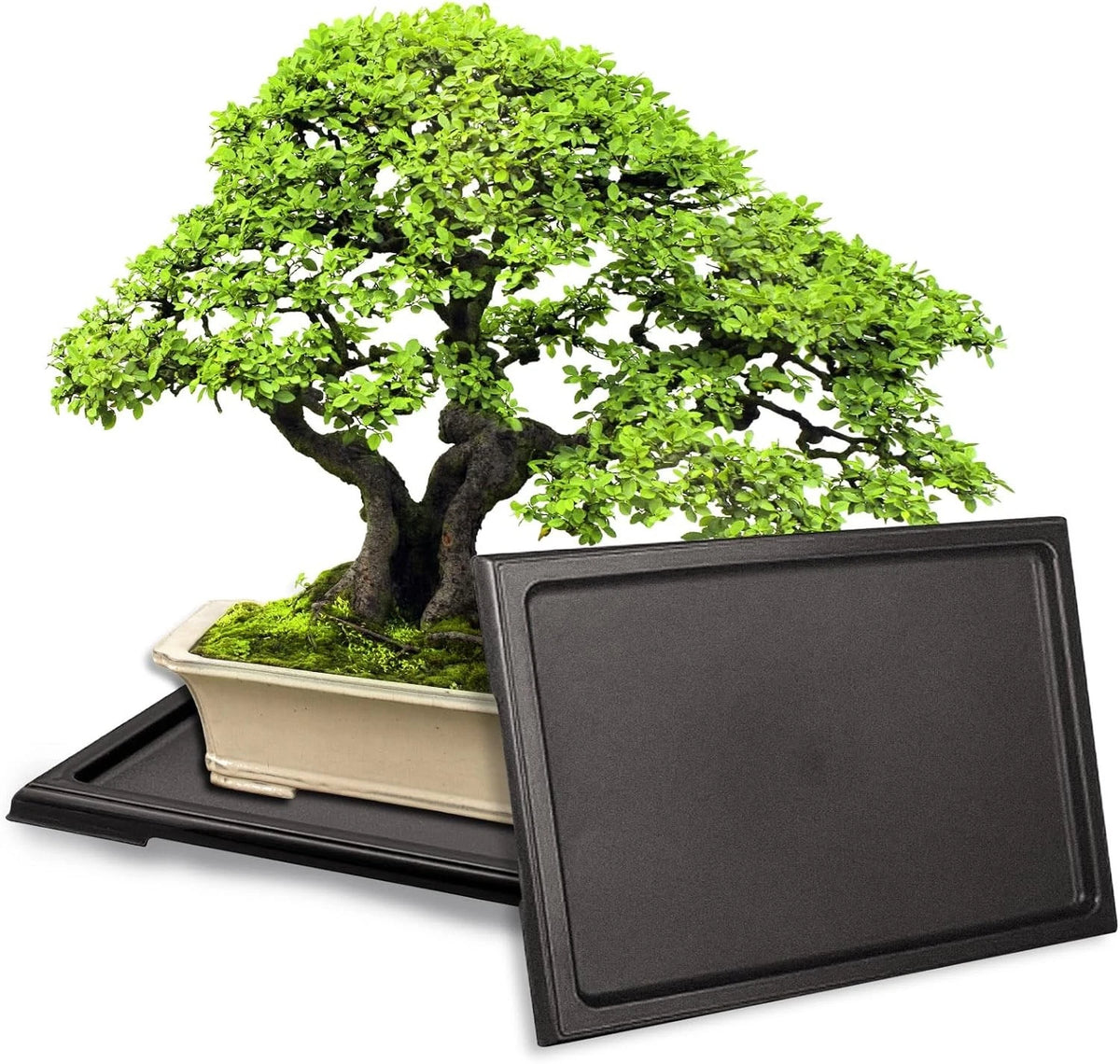 2 Pack Humidity Trays for Succulents & Plants (11.4x8.4)