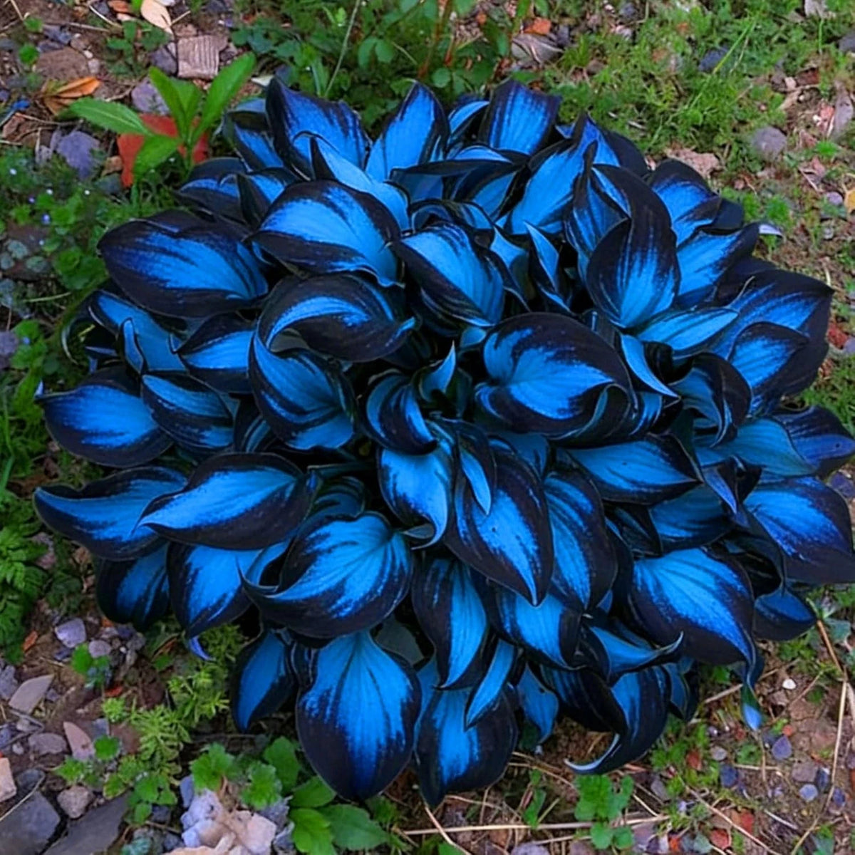 290+ Hosta Seeds for Planting - Rare Perennial Flower Seeds