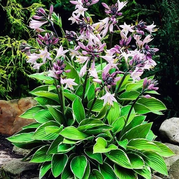 Hosta Seeds for Shaded Areas (Outdoor Spaces)