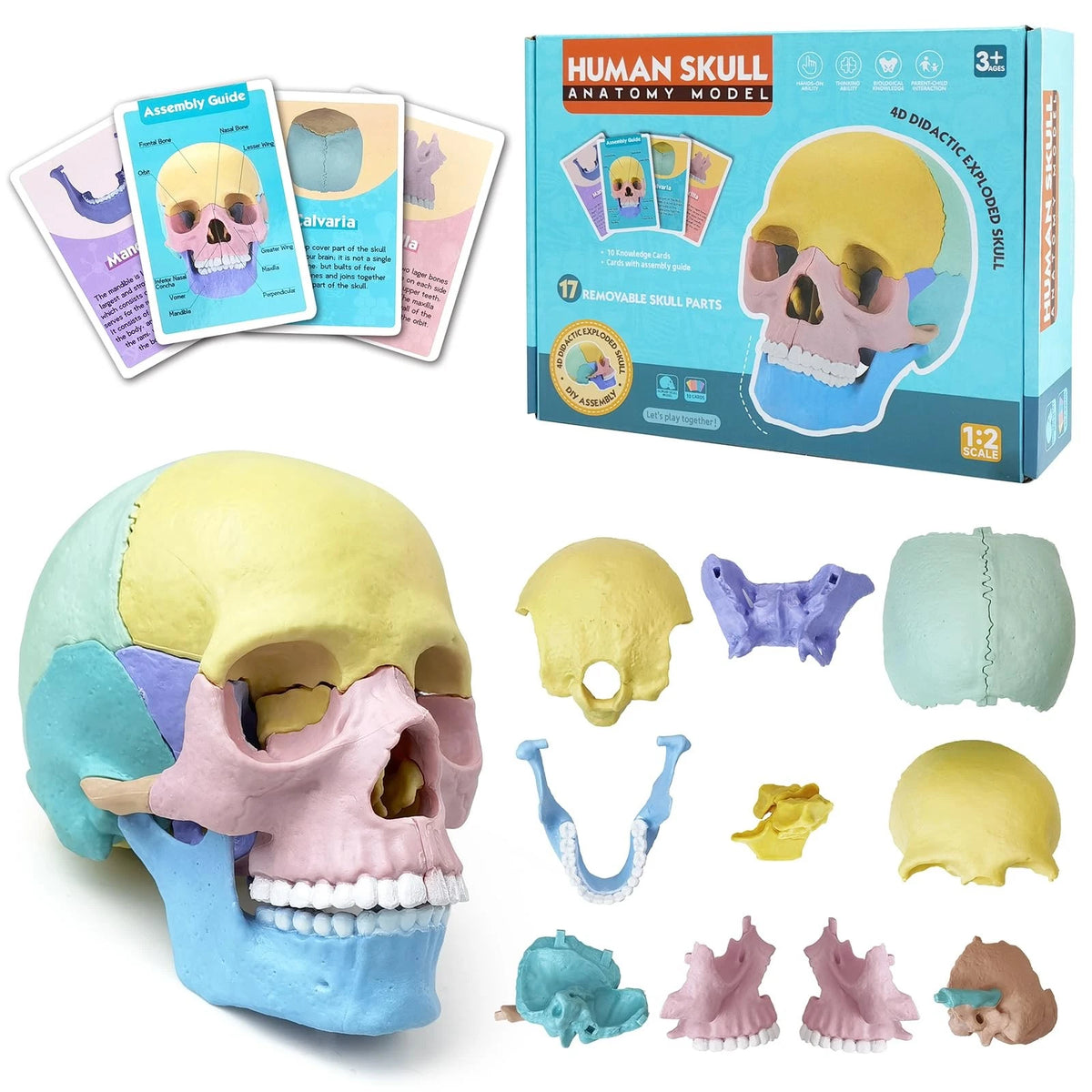 Mini Human Anatomy Skull Model for Life-Size Display (17 Parts)