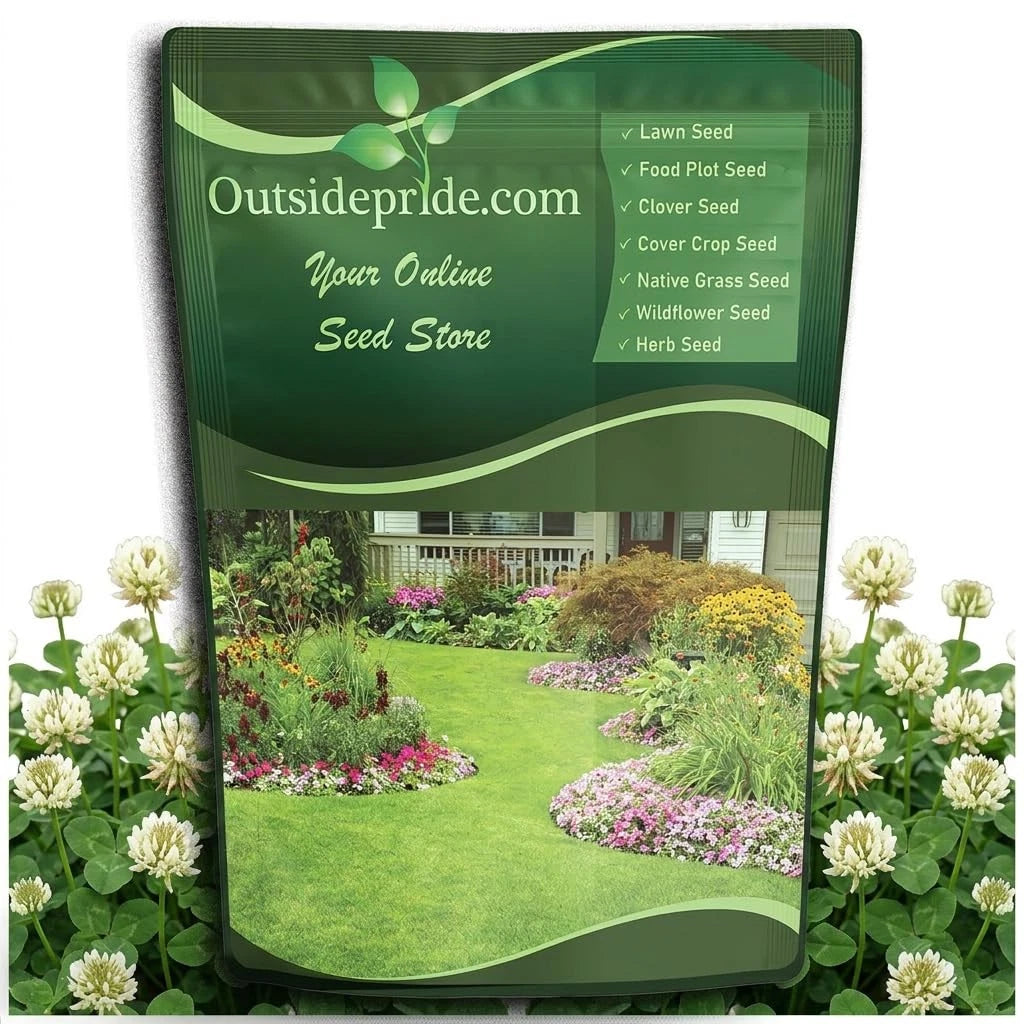 10 lbs Perennial White Dutch Clover Seed for Lawn and Garden