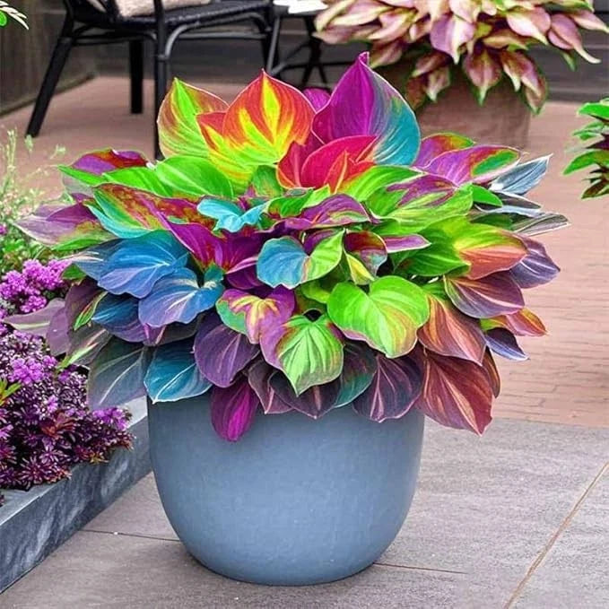 150 Hosta Seeds for Perennial Ornamental Leaf Plant (Mixed Green Shades)