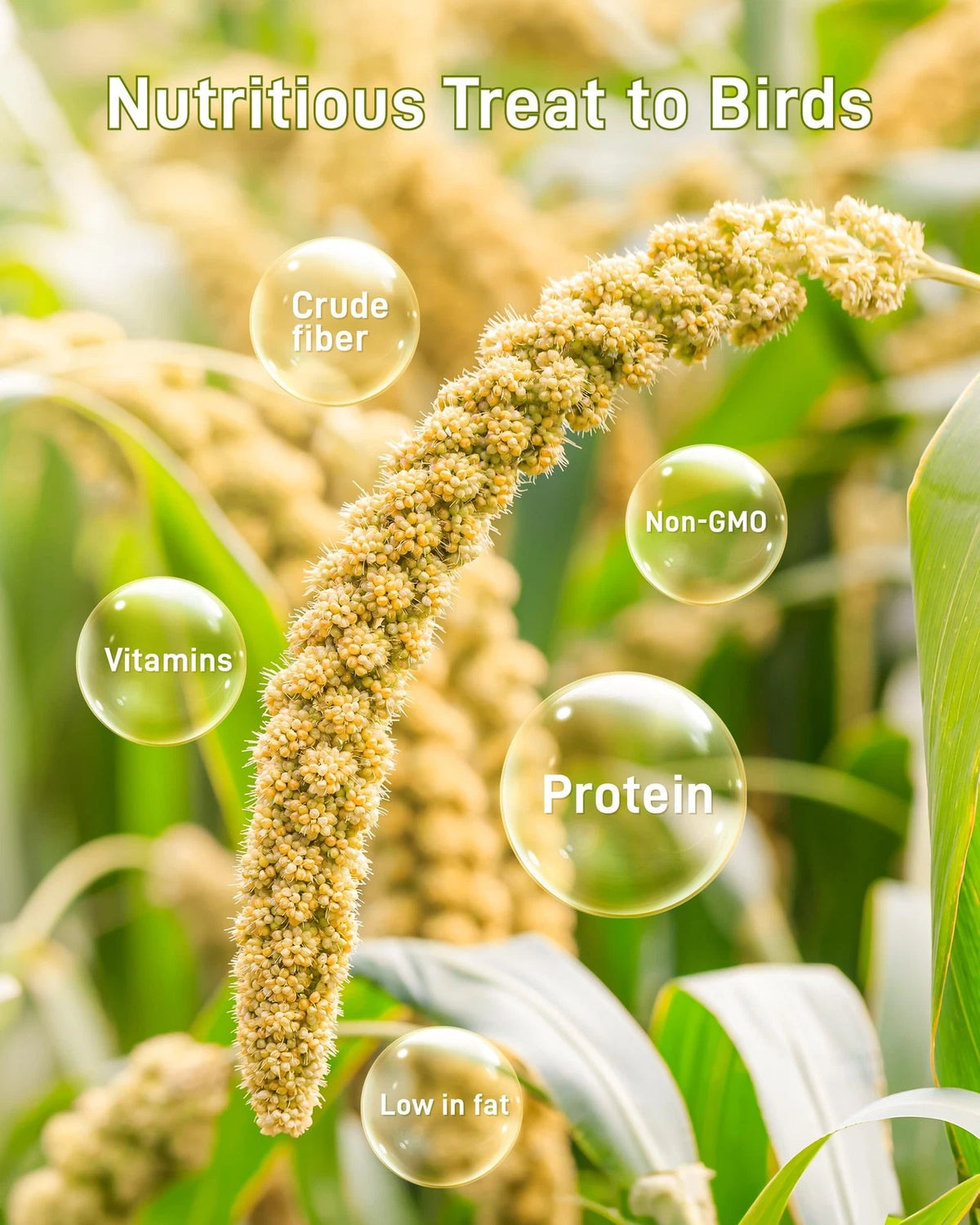 Spray Millet for Birds - Sun-Dried Healthy 1.1 Pound (Pack of 1)