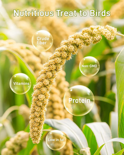 Spray Millet for Birds - Sun-Dried Healthy 1.1 Pound (Pack of 1)