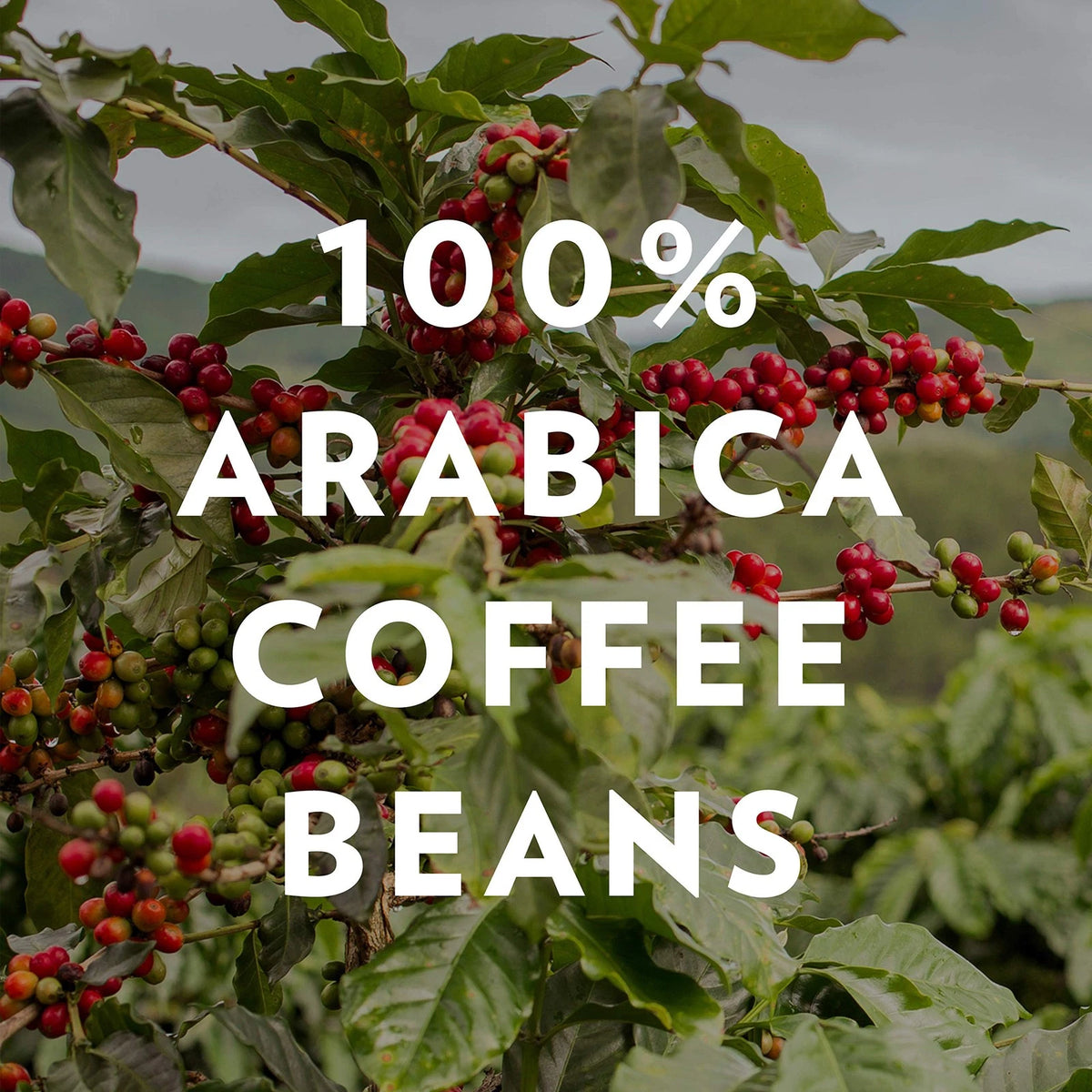 Pack of 6 Community Coffee Breakfast Blend Whole Bean Coffee 12 oz