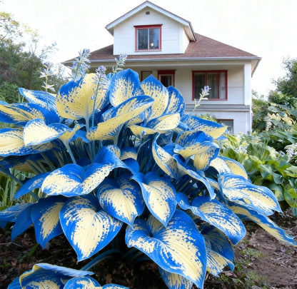 290+ Hosta Seeds for Planting - Rare Perennial Flower Seeds