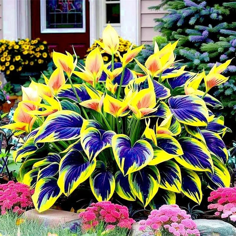 150 Hosta Seeds for Perennial Ornamental Leaf Plant (Mixed Green Shades)