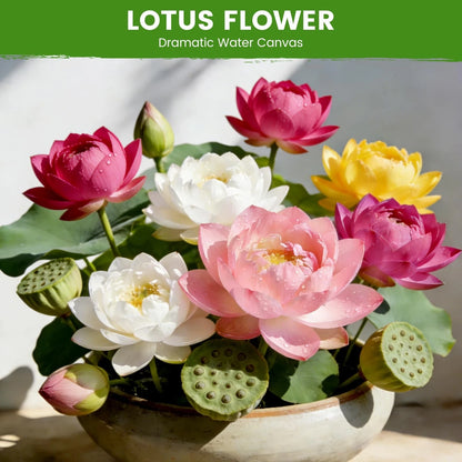 30 PCS Lotus Seeds for Planting in Water - Mixed Color Bowl