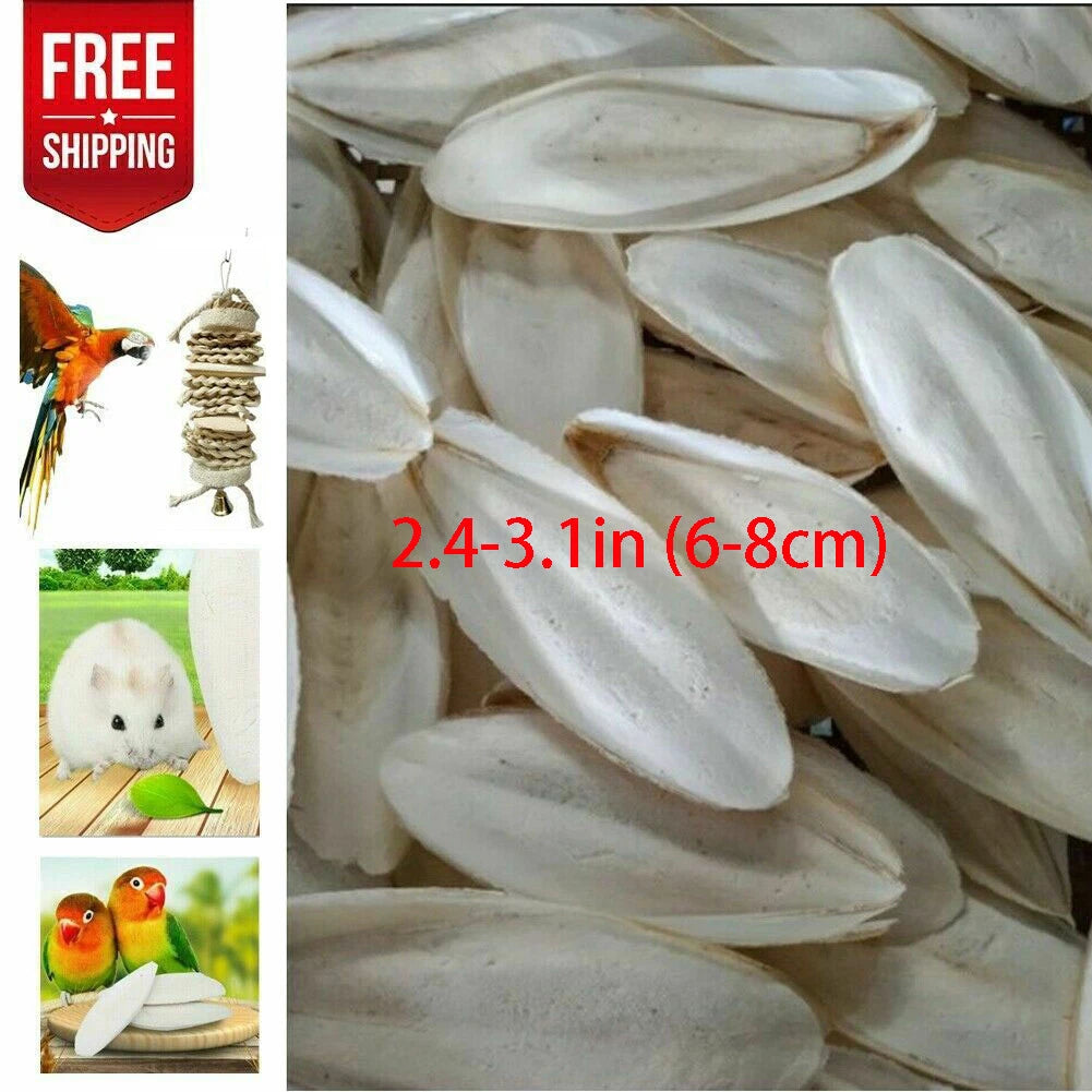 10/20 Pcs Cuttlebone for Birds (2.4-3.1")