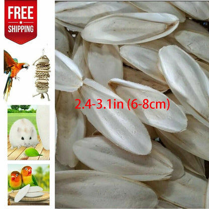 10/20 Pcs Cuttlebone for Birds (2.4-3.1")